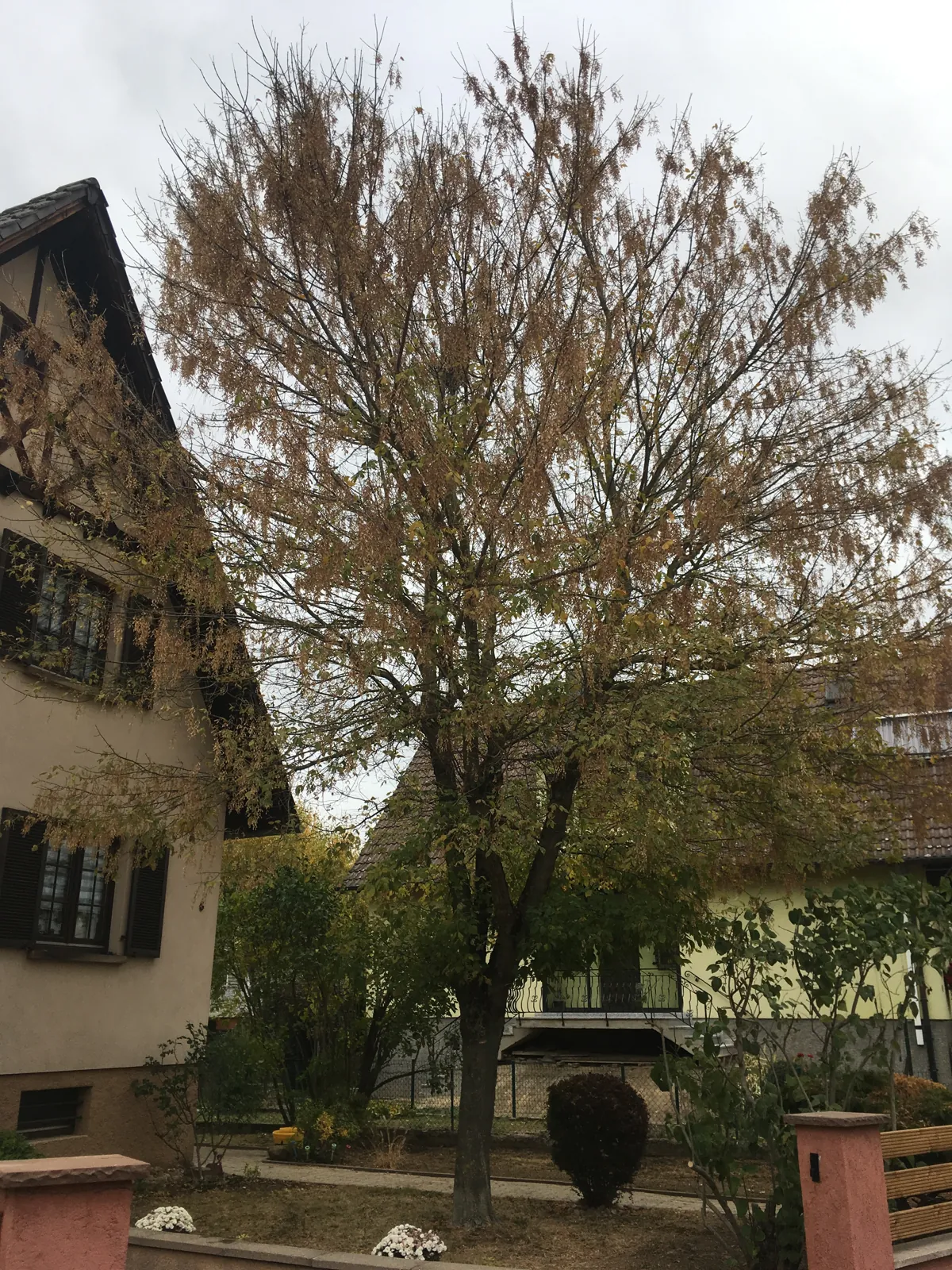 Le suivi des espaces arborés — Bas-Rhin