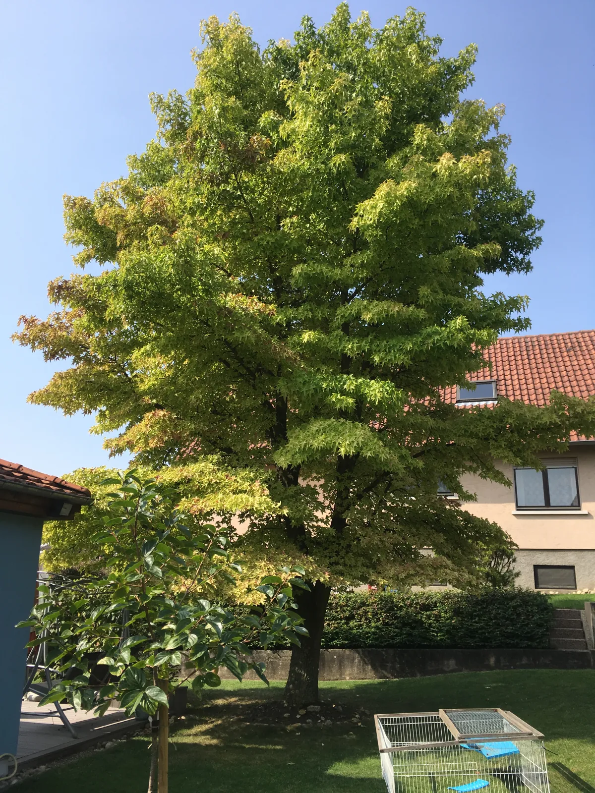 La place de l’arbre dans le jardin — Bas-Rhin