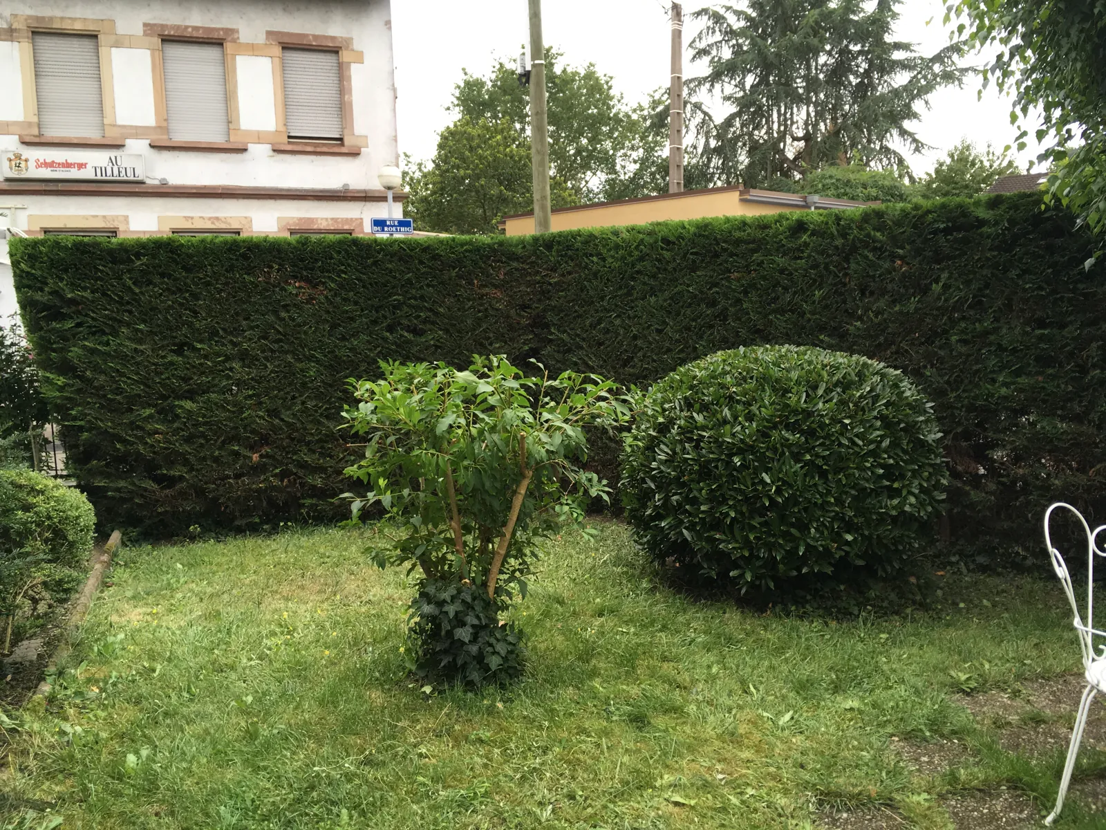 Haies et arbustes taillés dans un jardin à Lingolsheim