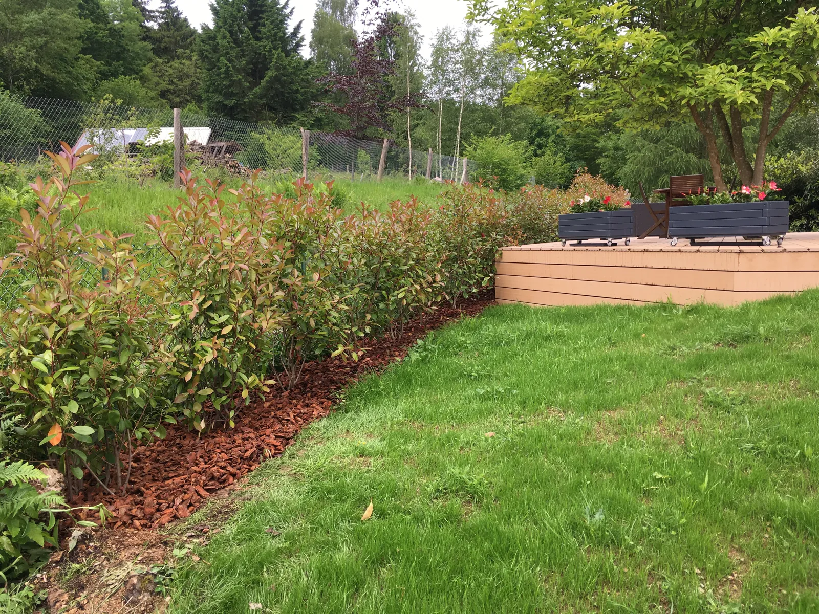 Haie plantée, pelouse et terrasse dans un jardin à Wisches